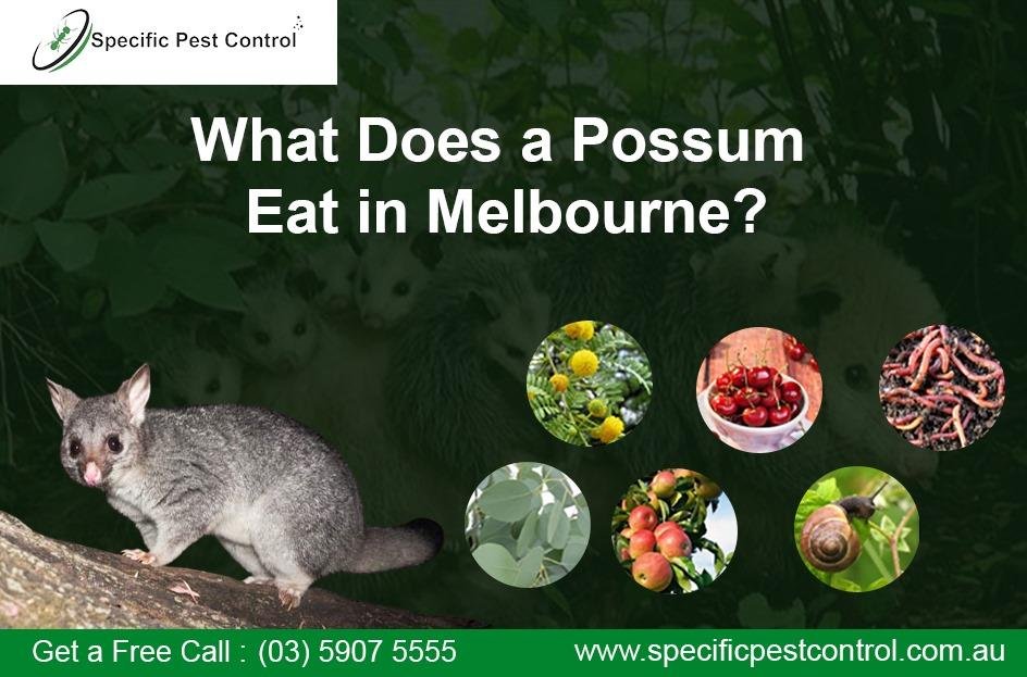 possum removal