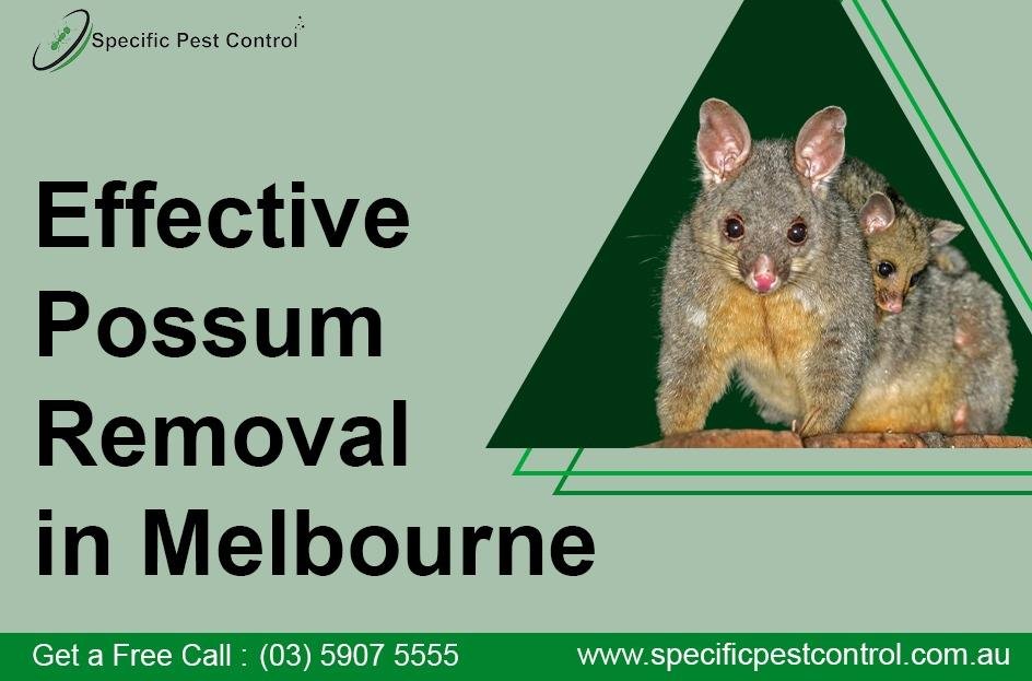 possum removal Melbourne