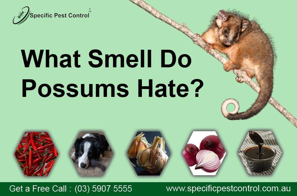 possum removal Melbourne