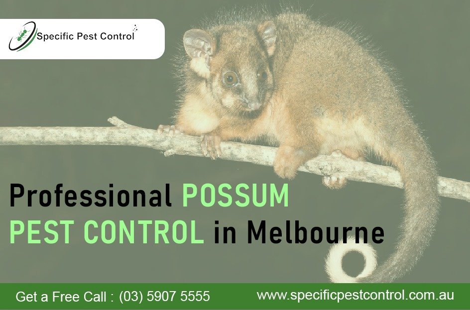 possum pest control in Melbourne