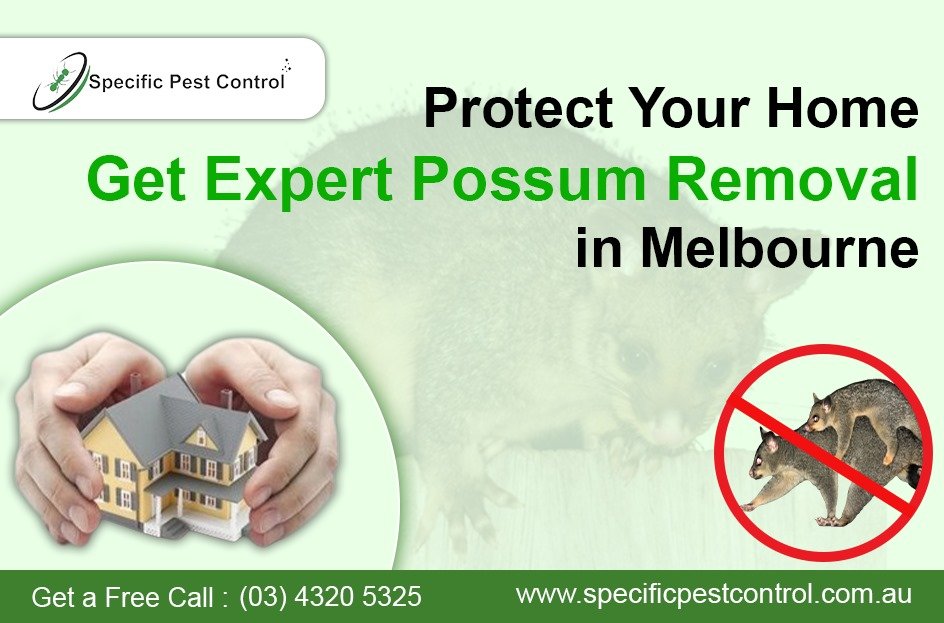 Possum Removal in Melbourne