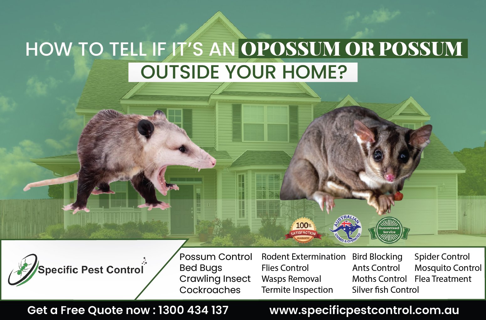 possum control melbourne