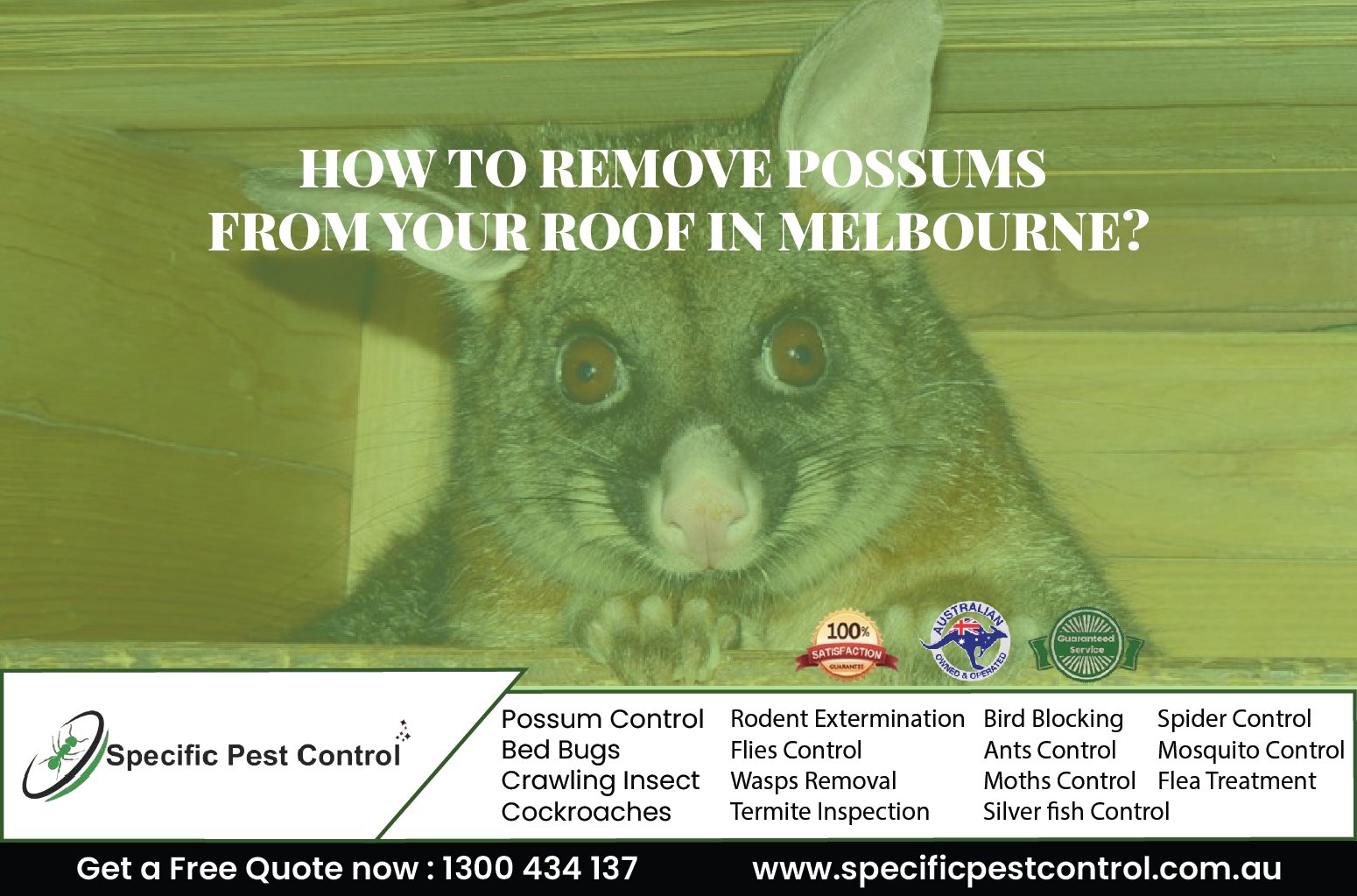 possum removal services in Melbourne