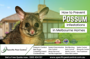 Possum Removal Melbourne