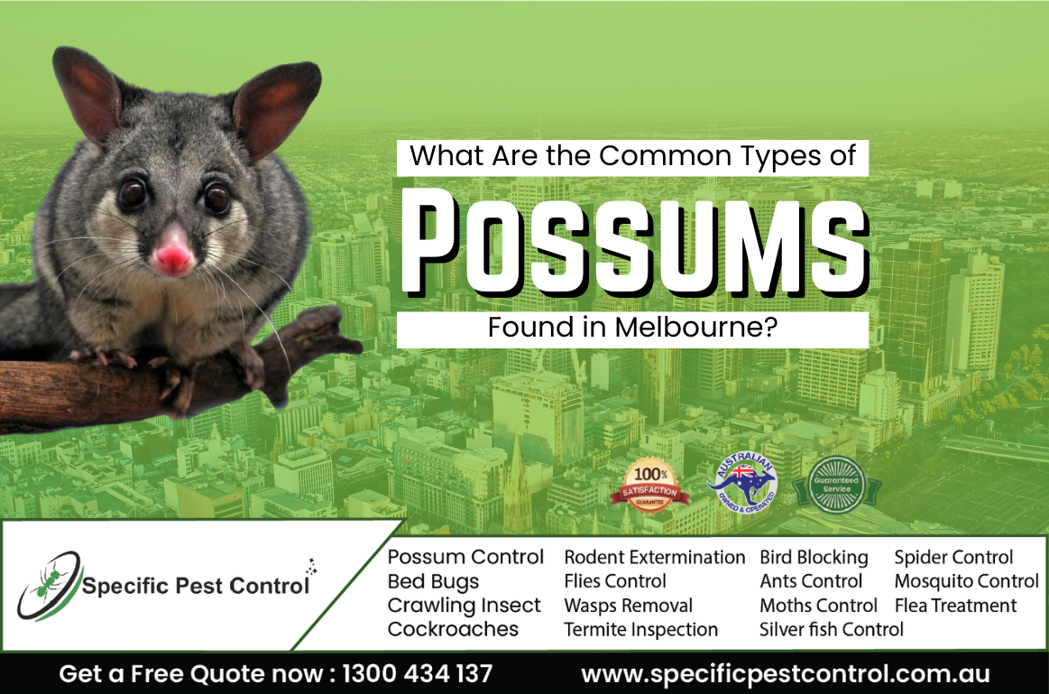 possum removal melbourne