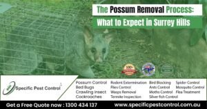 possum removal surrey hills