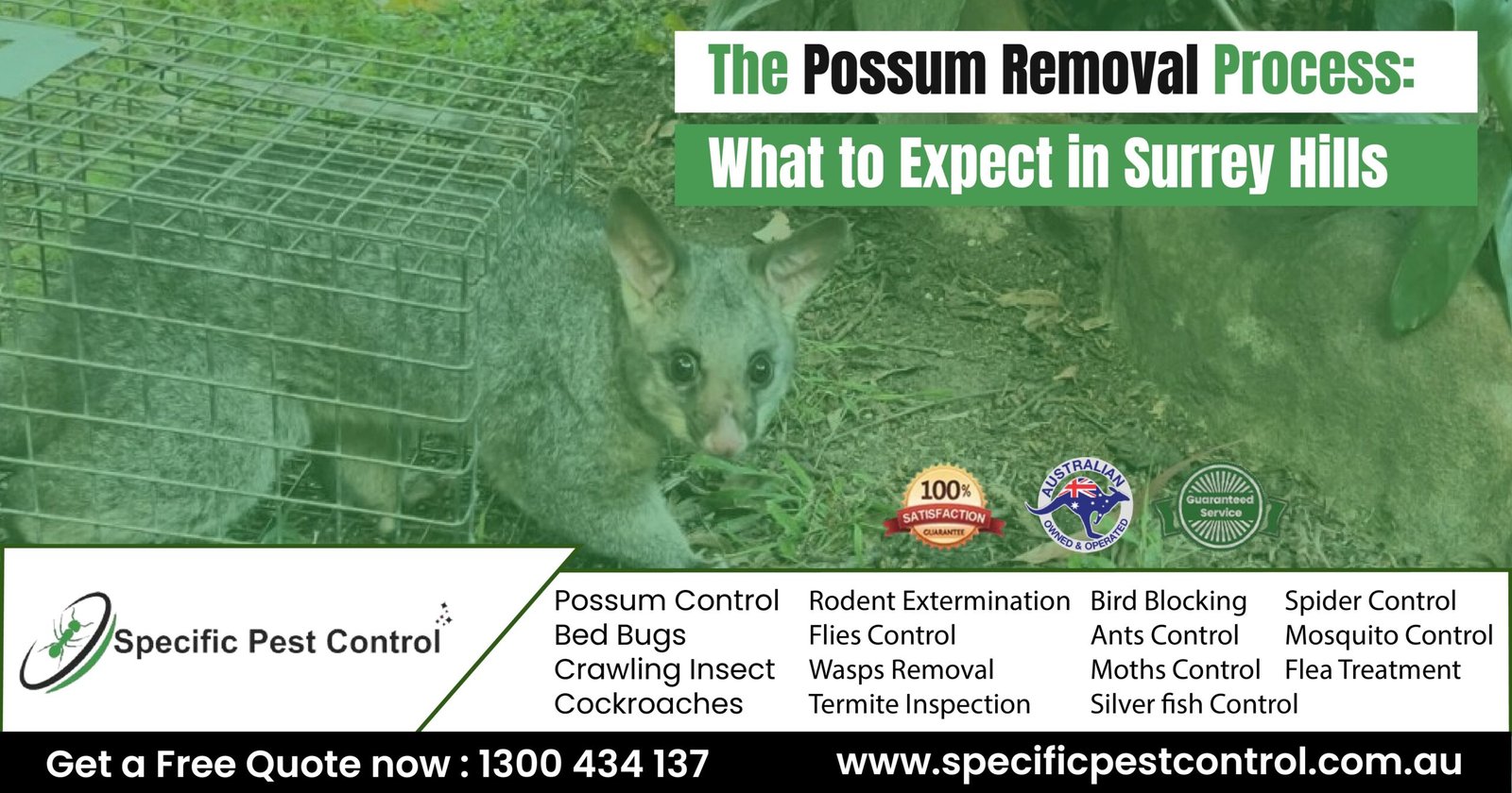 possum removal surrey hills