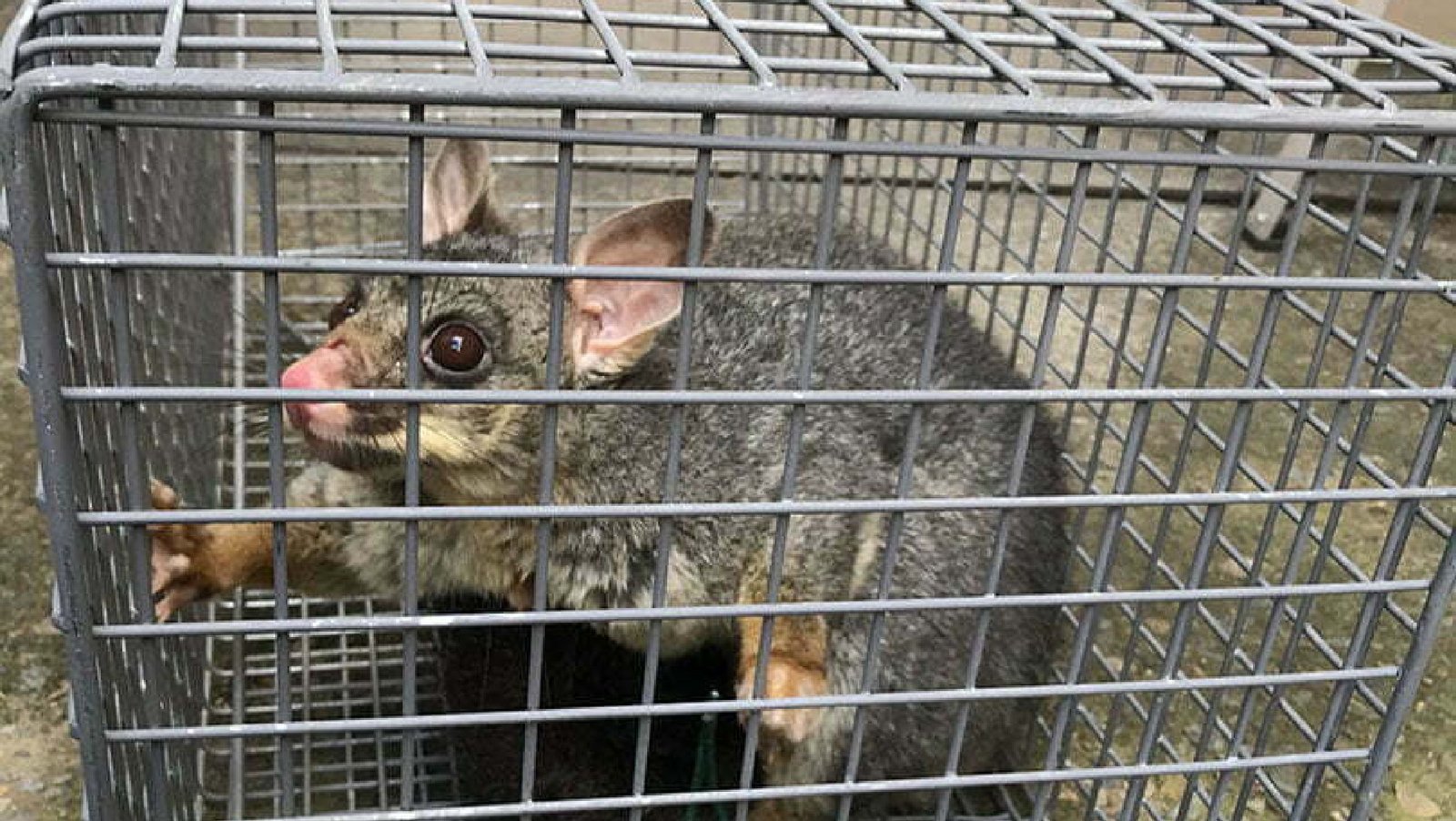 Copy of The Advantages of Choosing Specific Pest Control for Possum Removal-01-compressed