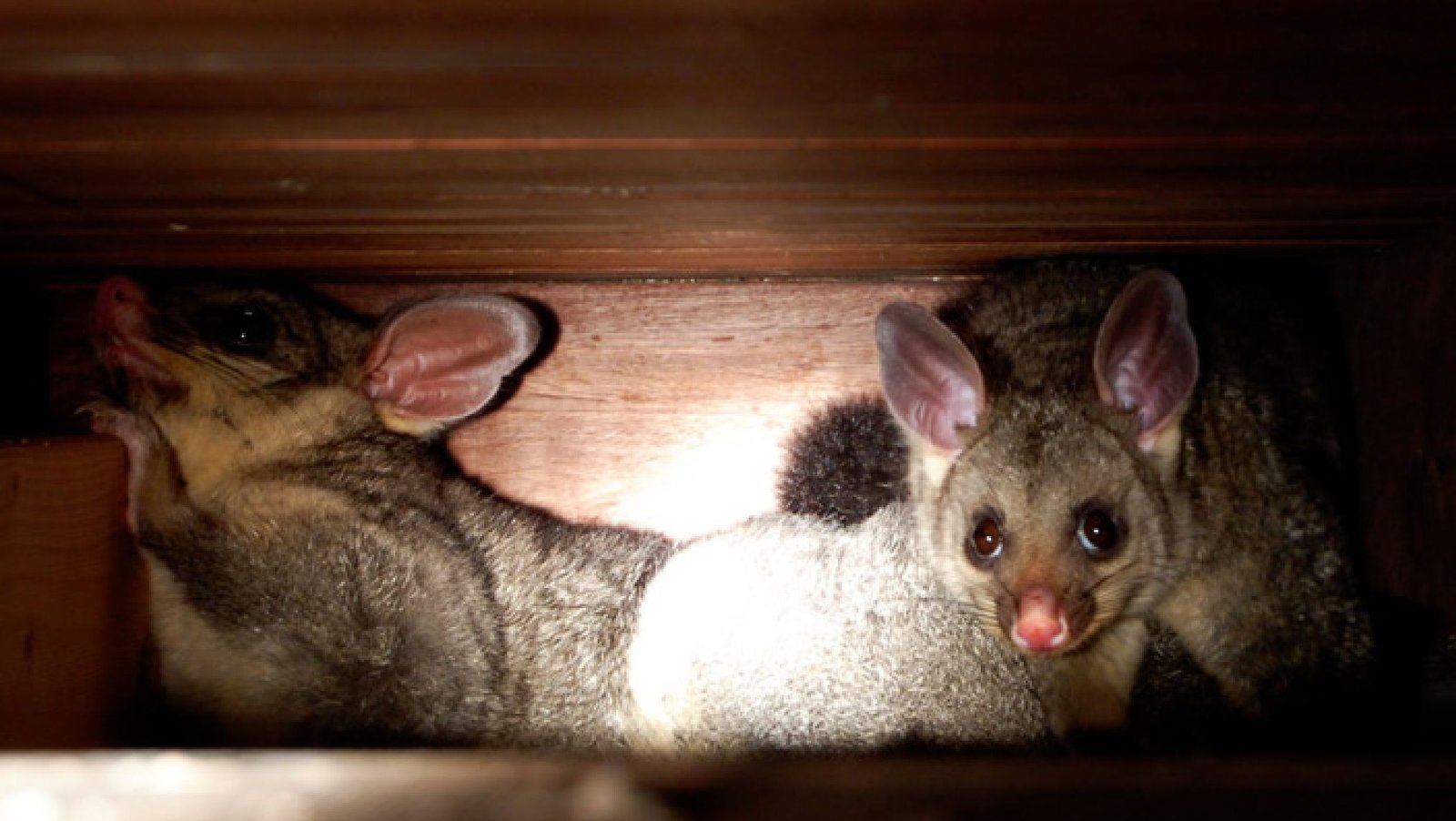 Copy of The Advantages of Choosing Specific Pest Control for Possum Removal-02-compressed