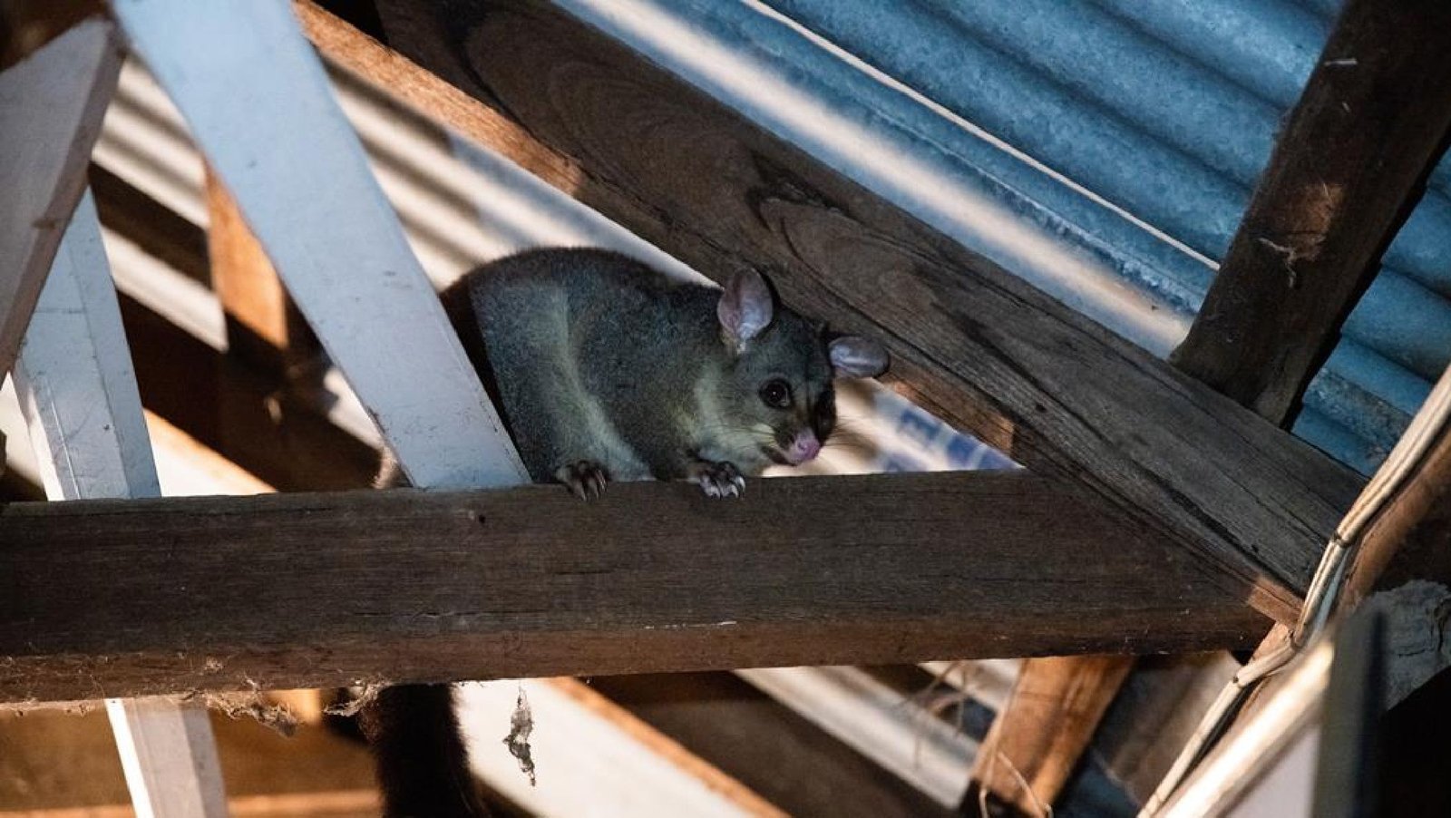 Copy of The Advantages of Choosing Specific Pest Control for Possum Removal-03-compressed