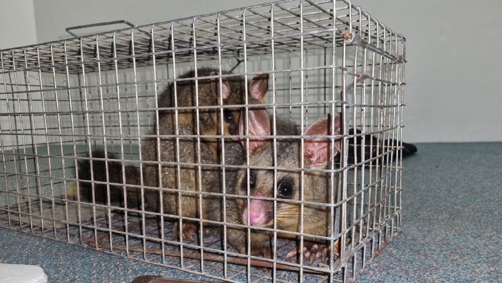 Copy of The Advantages of Choosing Specific Pest Control for Possum Removal-04-compressed