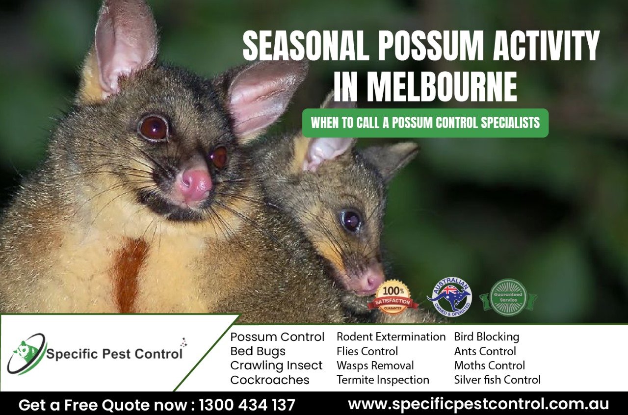 possum pest control melbourne