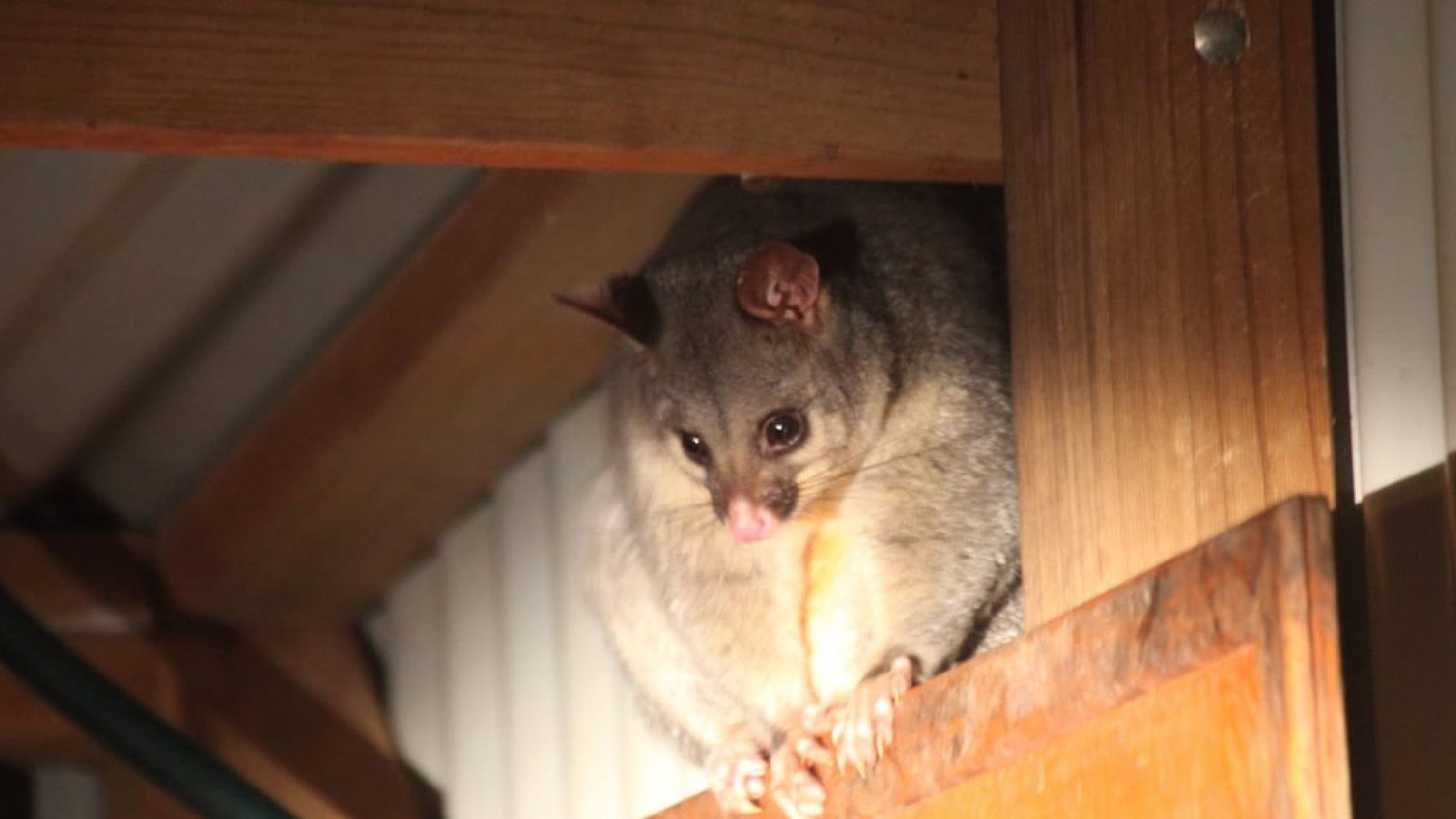 Why Possum Blocking is Essential for Your Property-01-compressed