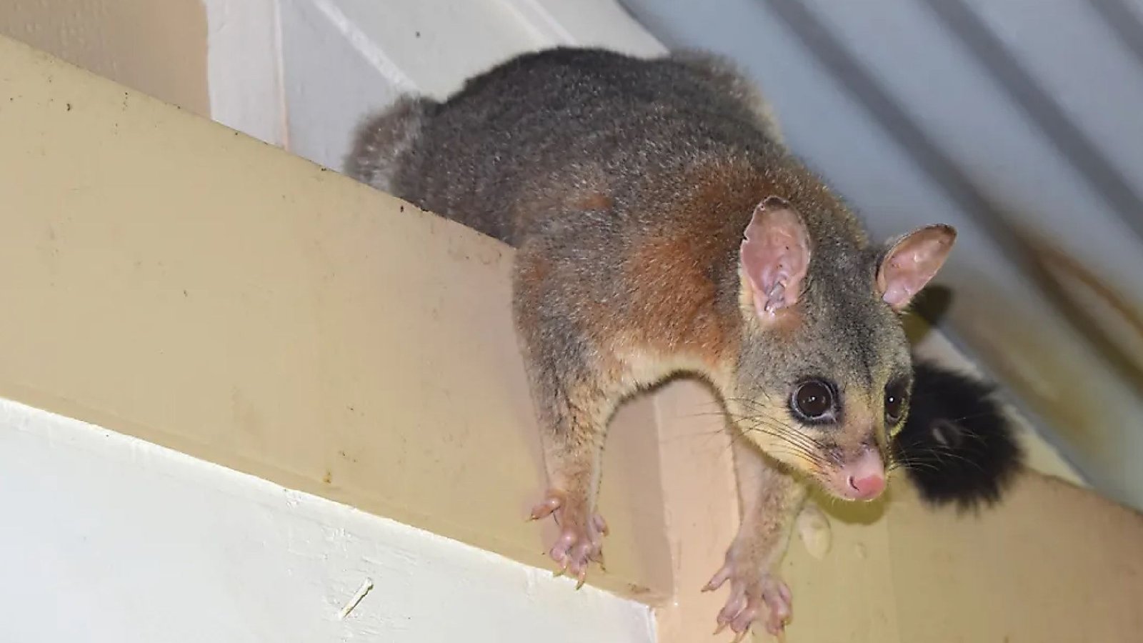 Why Possum Blocking is Essential for Your Property-02-compressed